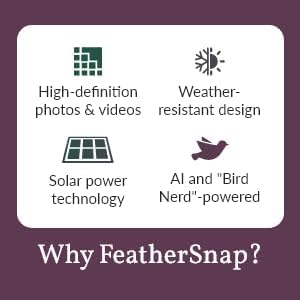 Feathersnap Smart Birdfeeder with AI Identification and Wi-Fi Solar Powered, Captures HD Pictures and Videos Sent Directly to Your Phone (Bird Feeder & Starter Kit)