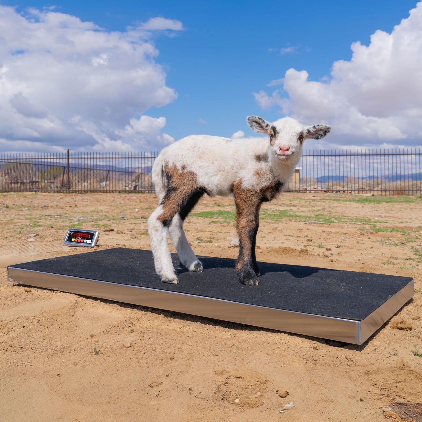 PEC Scales 700lbs Vet Animal Scale/Livestock Scale, Digital Weighing Equipment for Small to Medium Sized Animals Calf/Goat/Sheep/Pigs/Dogs/Cat or Pets (38″ x 20″ x 2″)